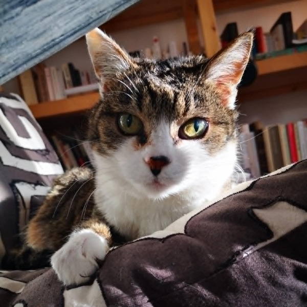 Kali