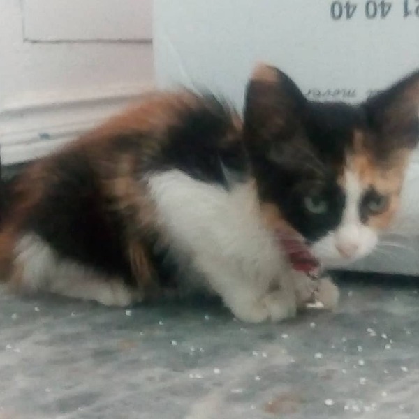MIA