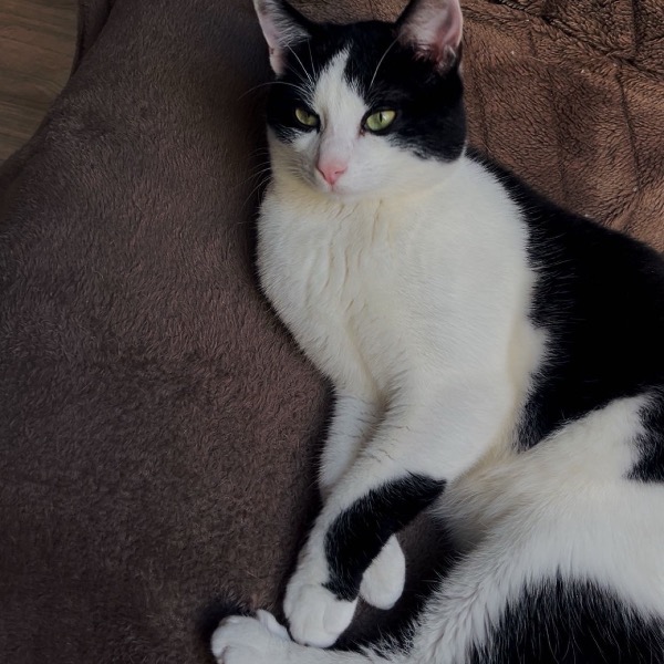 Félix