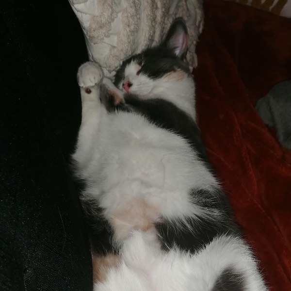 Louna