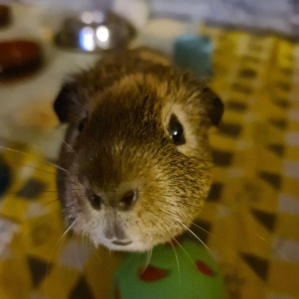 Pazu