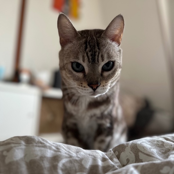 Melchior