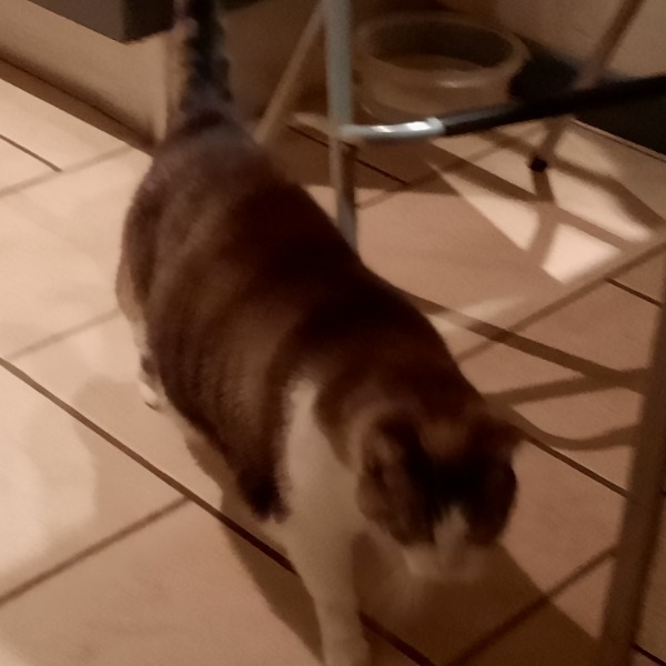 Gus