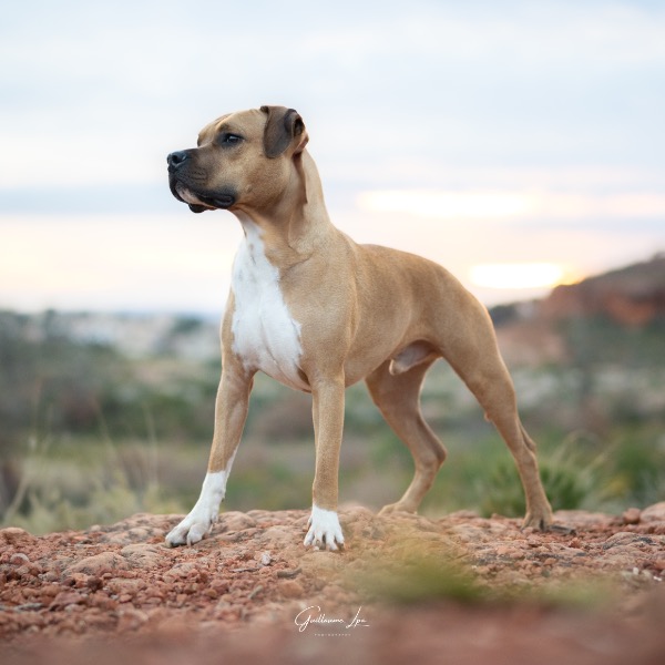 Drago