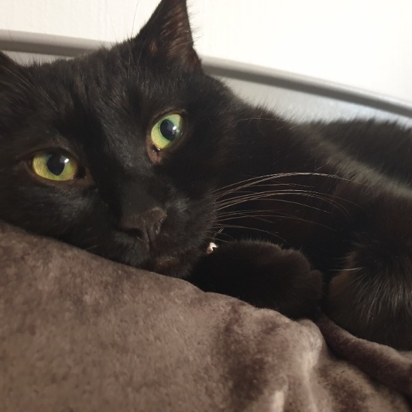 Lulu