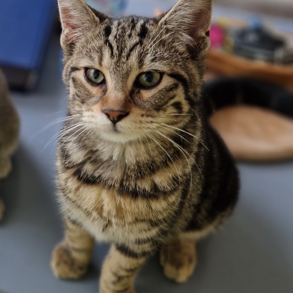 Nala