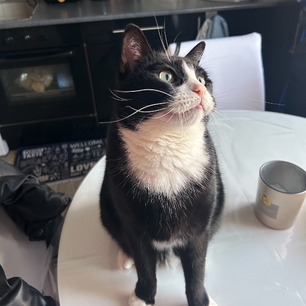 Simba