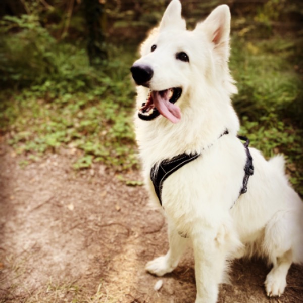 Aiko