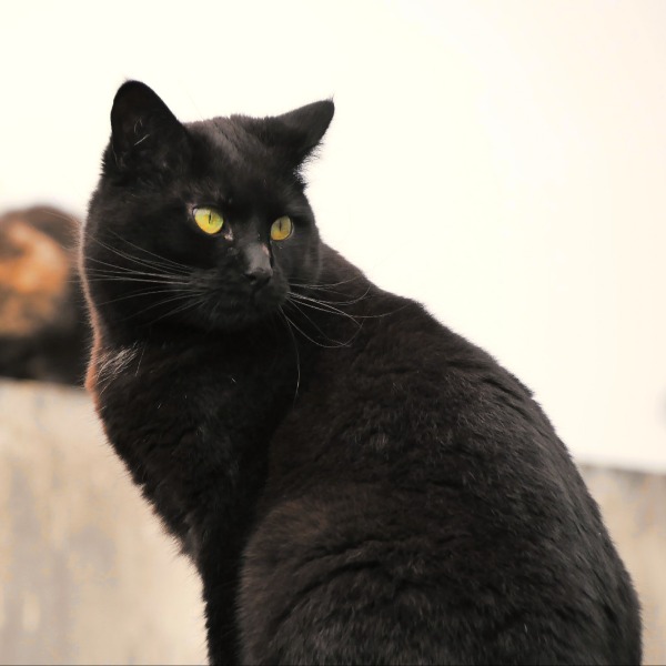 Minet