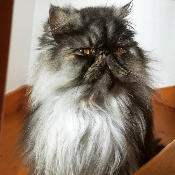 Zola