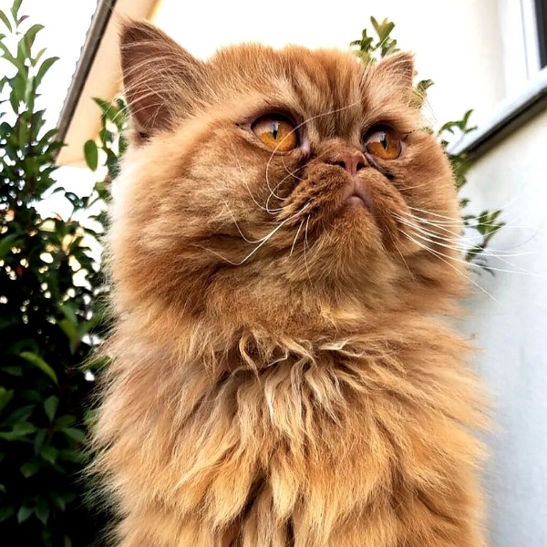 Mylo