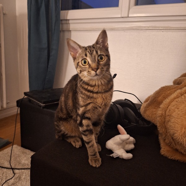 Chaussette