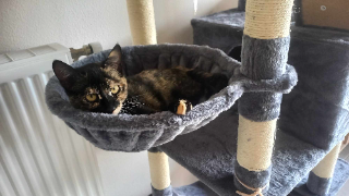 Nova