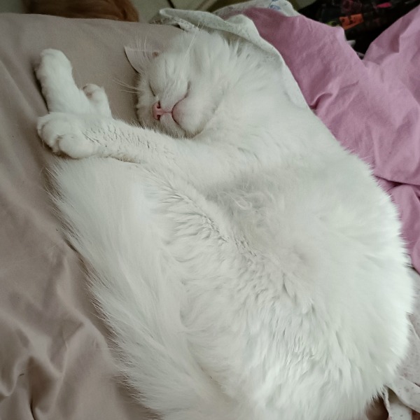 Angel