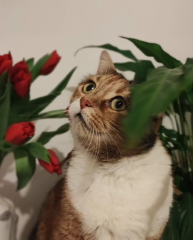 Nala