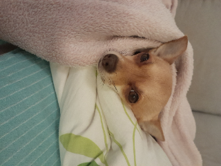 Lola