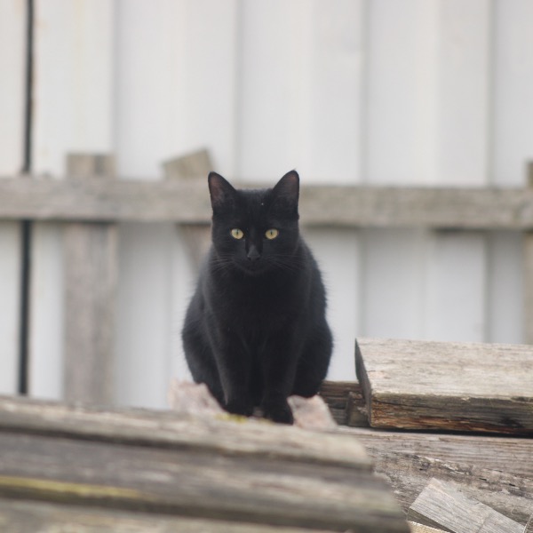 Zorro