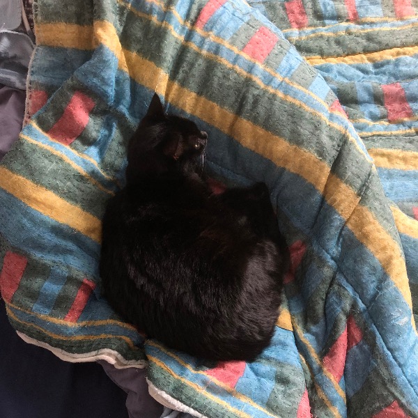 Bella