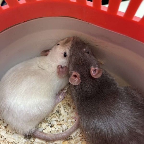 Virgule et Aro