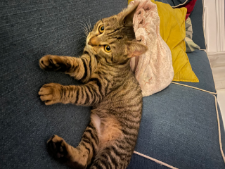 Trompette