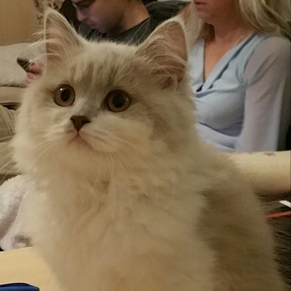 NINA