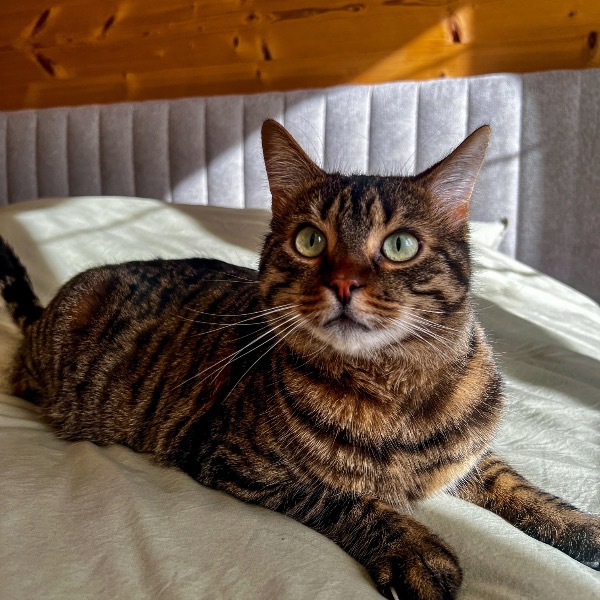 Miso