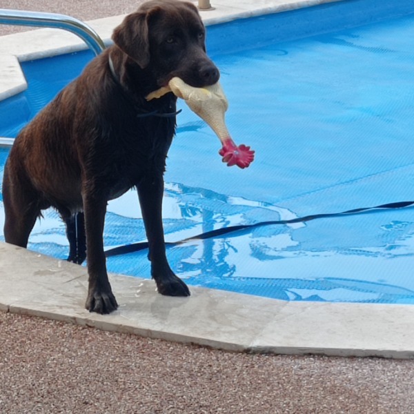 Pongo