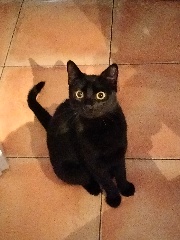 Sokette