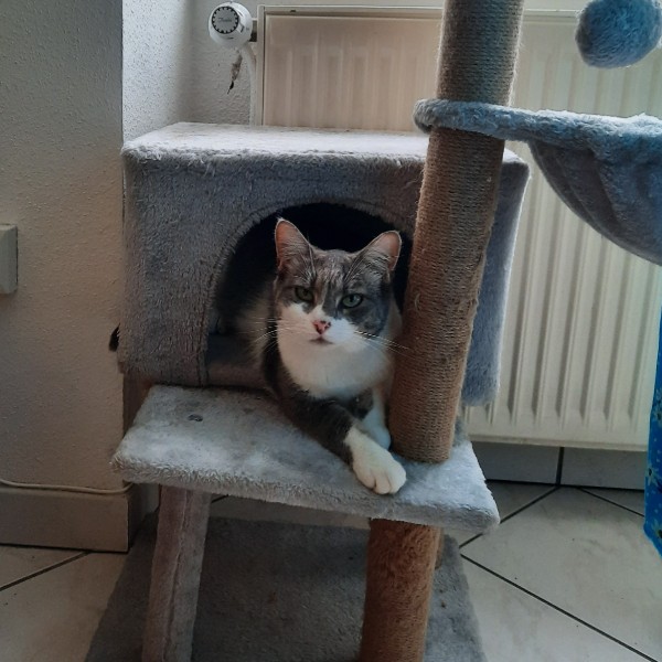 Princesse