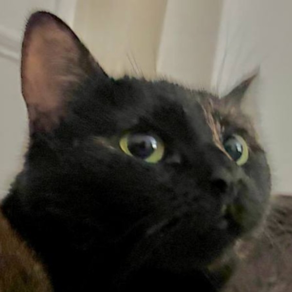 Stella