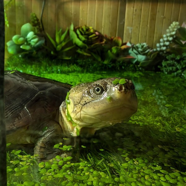 Turtle