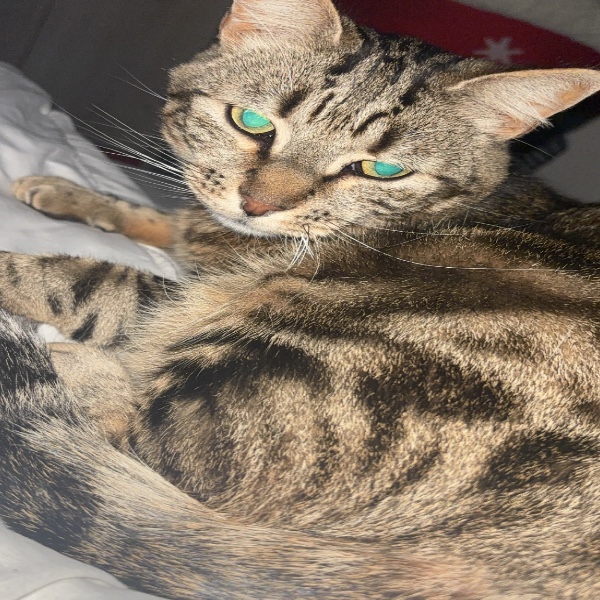 Simba