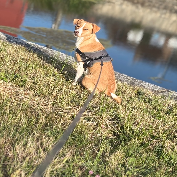 Roxy