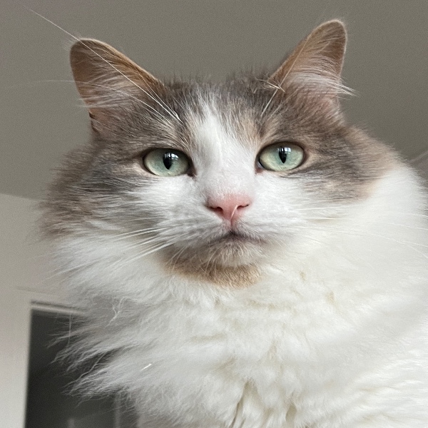 Pepito