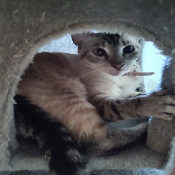 Miù