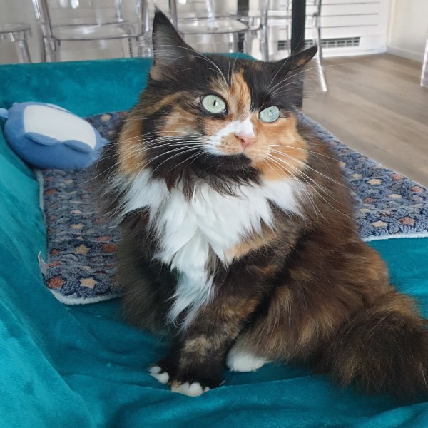 Willow