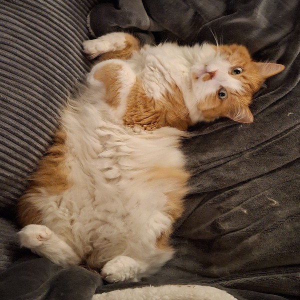 Tigrou