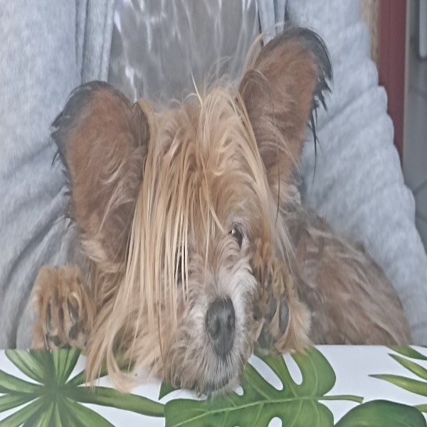 Piwie