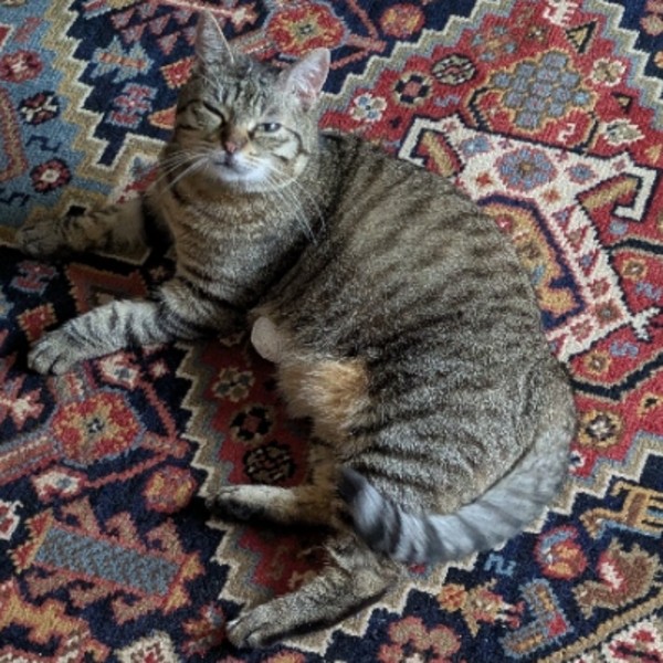 Lila