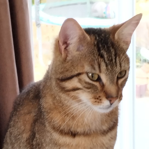 Pixel