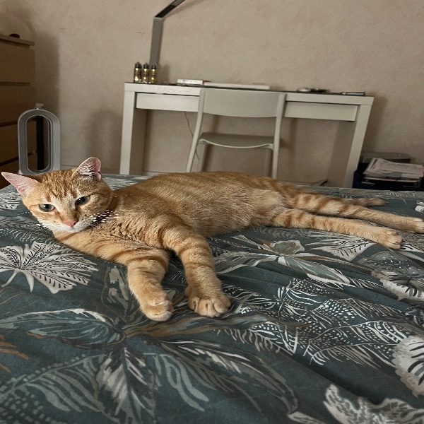 Ginger (Gigi)