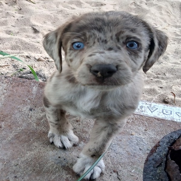 Cookie