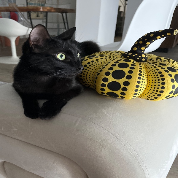 Jiji
