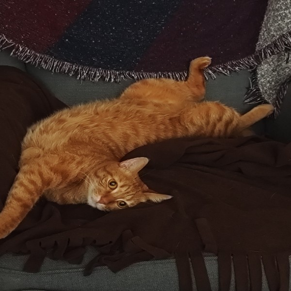 HARVEY