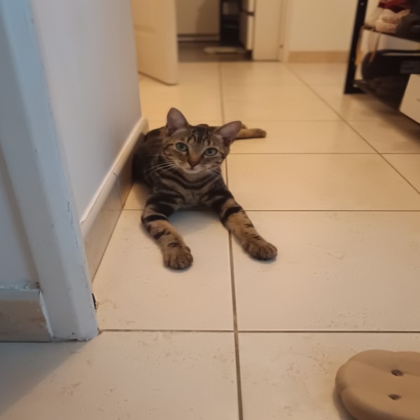 Rajah