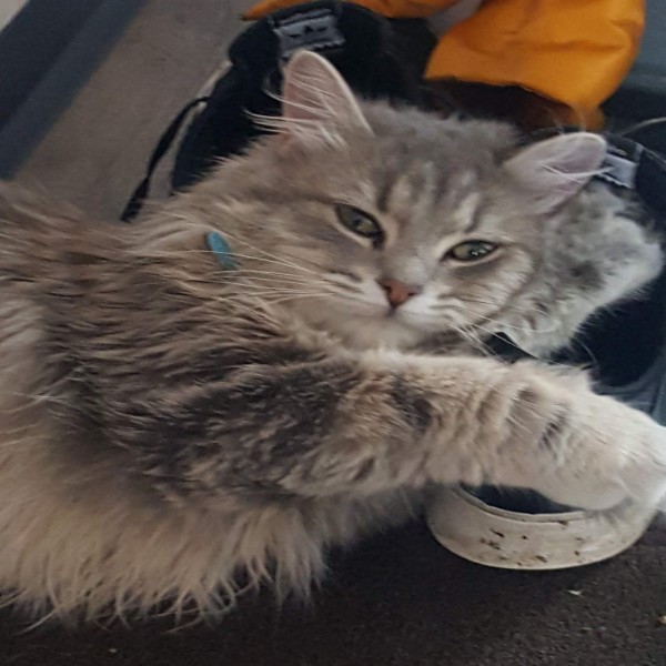 Stella