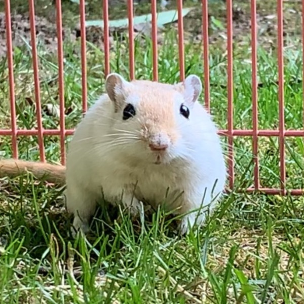 MAXIMUS