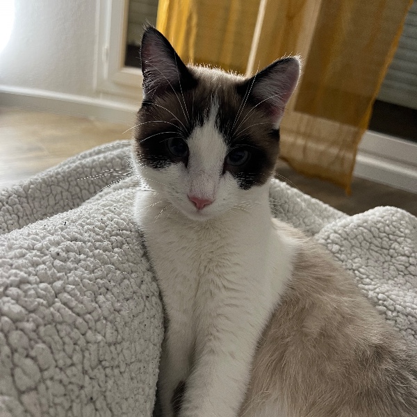 Snoop