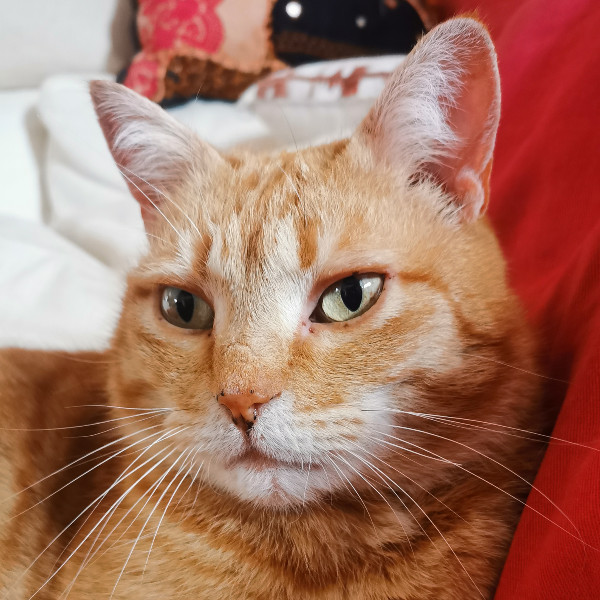 Chatou-minou