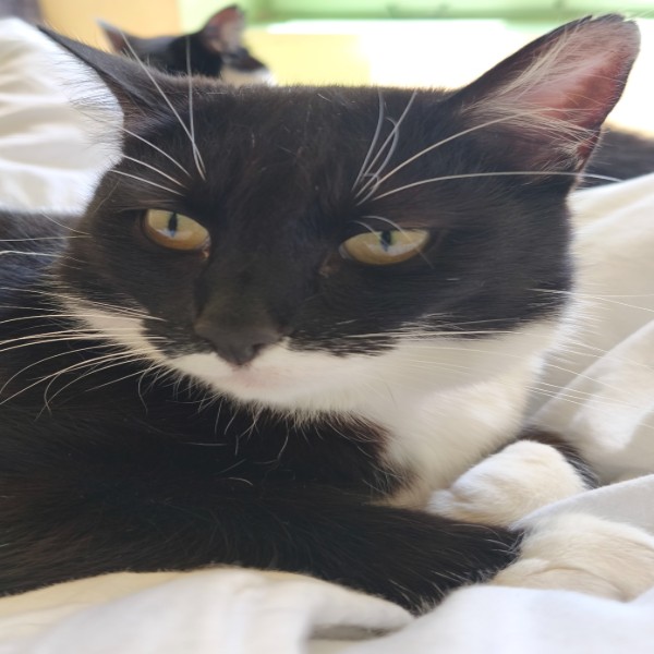 Nala